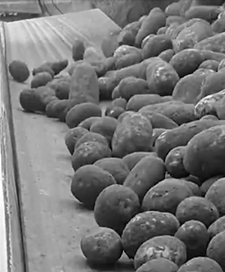 Right Conveyor Belt can be Key in Potato Storing Process, Bylined Article in Spudman