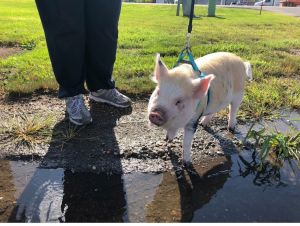 Who let the dogs — and pig — out? Article in Wahpeton Daily News